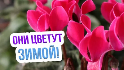 Фото и формат: Зимние цветы для вашего выбора