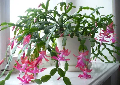 Декор на холода: Фотографии цветущих растений зимой
