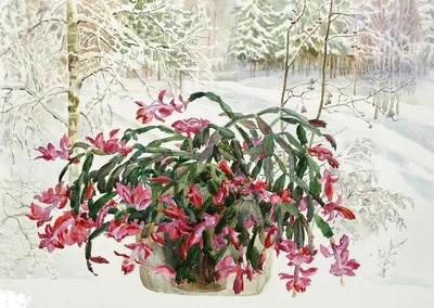Фотка с теплом: Зимние цветы для вашего дома