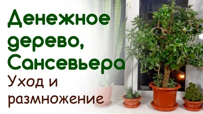 Уход за комнатным денежным деревом: Советы и секреты успешного выращивания