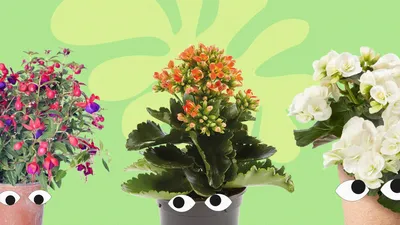 Фотографии комнатных цветов для кухни в разных разрешениях