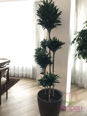 Фото комнатных цветов для кухни скачать бесплатно