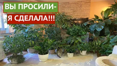 Комнатные цветы для кухни: фото идеи и советы по выбору
