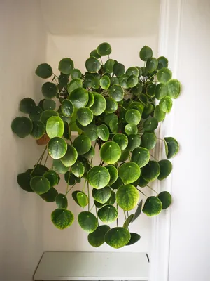 Кухонные цветы, которые добавят яркие акценты: фото