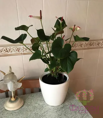 Скачать фото комнатных цветов для кухни в формате JPG