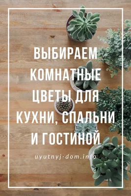 Фотографии комнатных цветов для кухни в хорошем качестве