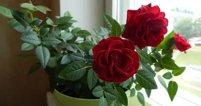 Комнатные цветы розы фотографии