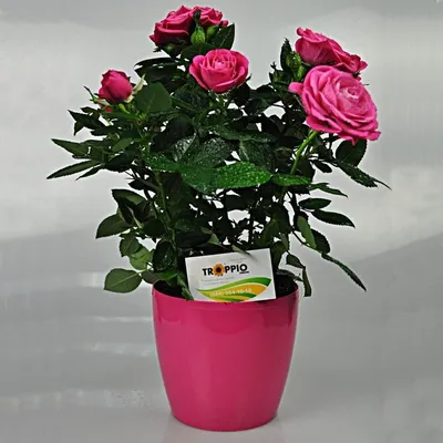 Великолепные розы на фото: выберите формат для загрузки!