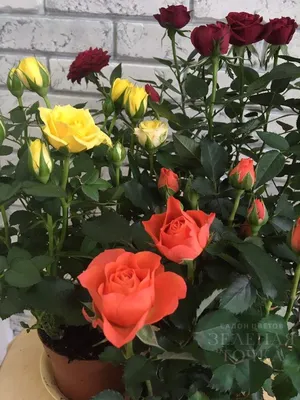 Розы в жилом помещении: изображения, чтобы вдохновиться!