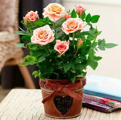 Фотографии красивых роз: загрузите в любом желаемом формате!