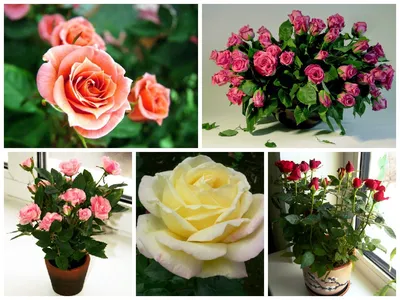 Фотографии роз для вашего дома: выбирайте из разных вариантов!