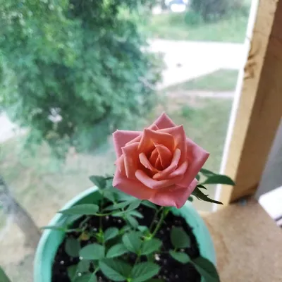 Фотографии комнатных цветов роз: загрузите в любом формате!