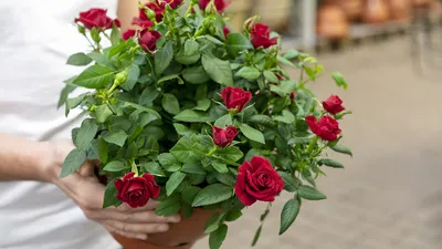 Фото, чтобы украсить ваш дом: изображения комнатных цветов роз!