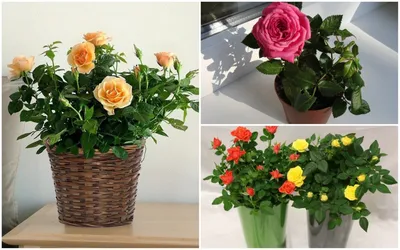 Идеальные розы для вашего дома: загляните в нашу галерею!