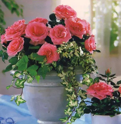 Фотографии комнатных цветов роз: выбирайте понравившийся размер!