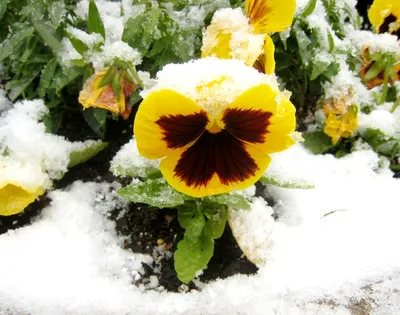 Зимний рай для глаз: Картинки цветов в высоком разрешении