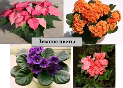 Фотографии цветущих комнатных растений в PNG формате