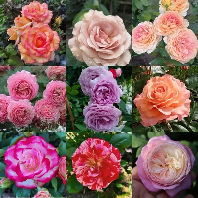 Фотографии компаньонов для роз: делайте яркие впечатления