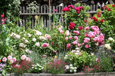 Впечатляющие компаньоны для роз на фото: наслаждайтесь красотой