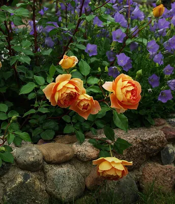 Фотографии великолепных компаньонов для роз