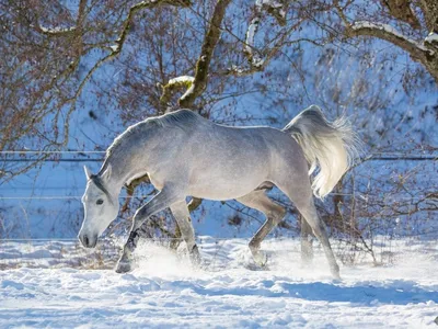 Зимние кони: Варианты скачивания - JPG, PNG, WebP