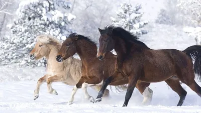 Зимняя атмосфера с лошадьми: Форматы JPG и PNG
