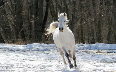 Фотографии коней в зимнем ландшафте: Варианты скачивания