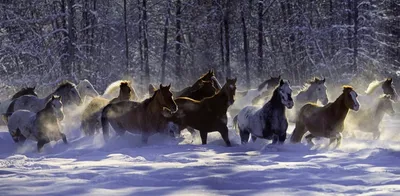 Лошади зимой: Фото с возможностью выбора формата