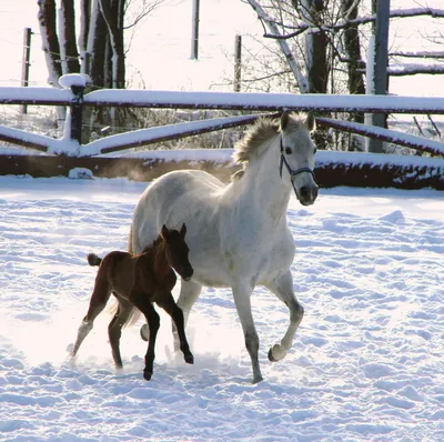 Изображения зимних коней: Размеры для скачивания в JPG и PNG