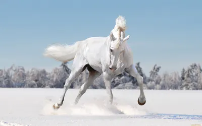 Фотографии зимних лошадей: Варианты форматов