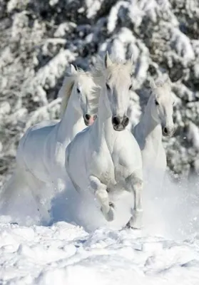 Фотографии лошадей в зимнем пейзаже: выберите размер