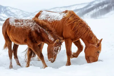 Лошади в зимних условиях: Скачивание в JPG, PNG, WebP