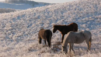 Зимние кони: Фото с выбором размера изображения