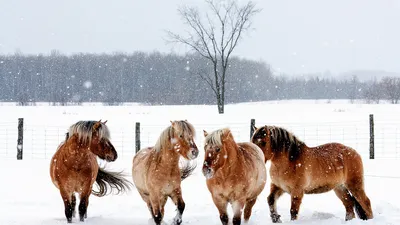 Фотографии зимних коней: Выбор размера изображения