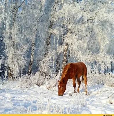 Зимние кони: Фотографии в разных форматах для скачивания