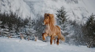 Зимние кони: Фото в разных форматах для скачивания