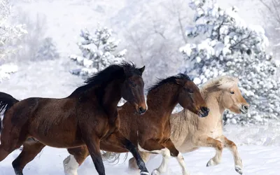 Фото лошадей зимой: Варианты JPG, PNG, WebP