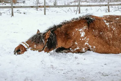 Фото зимних лошадей: Выбор формата для скачивания