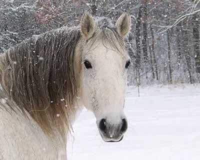 Зимние кони: Фотографии с выбором размера изображения