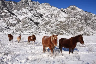 Фотографии зимних лошадей: Различные форматы для скачивания
