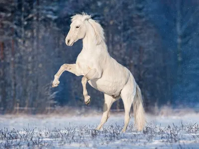 Удивительные лошади зимой: JPG, PNG, WebP