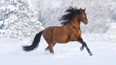 Зимние лошади: Изображения с возможностью выбора размера