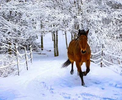 Фото зимних лошадей: JPG, PNG, WebP варианты