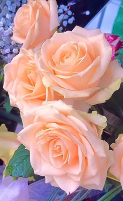 Яркие webp-изображения с коралловыми розами на странице Коралловые розы