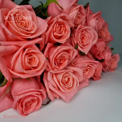Изысканная картинка с красивыми коралловыми розами для скачивания png