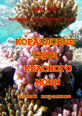 Фотографии кораллов Красного моря: мир ярких оттенков и форм