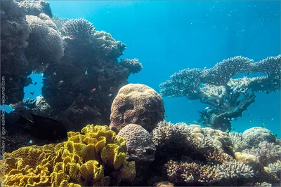 Увлекательное путешествие под водой: фантастические фото кораллов Красного моря.