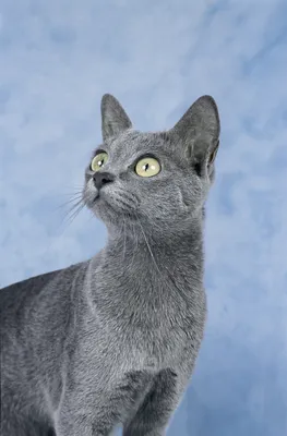 Корат (кошка) на фото в черно-белом стиле