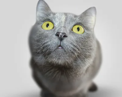 Картинки Корат (кошка) для любителей кошек