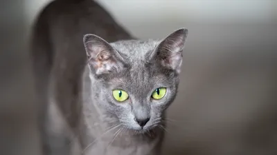 Фотографии Корат (кошка) с высокой детализацией